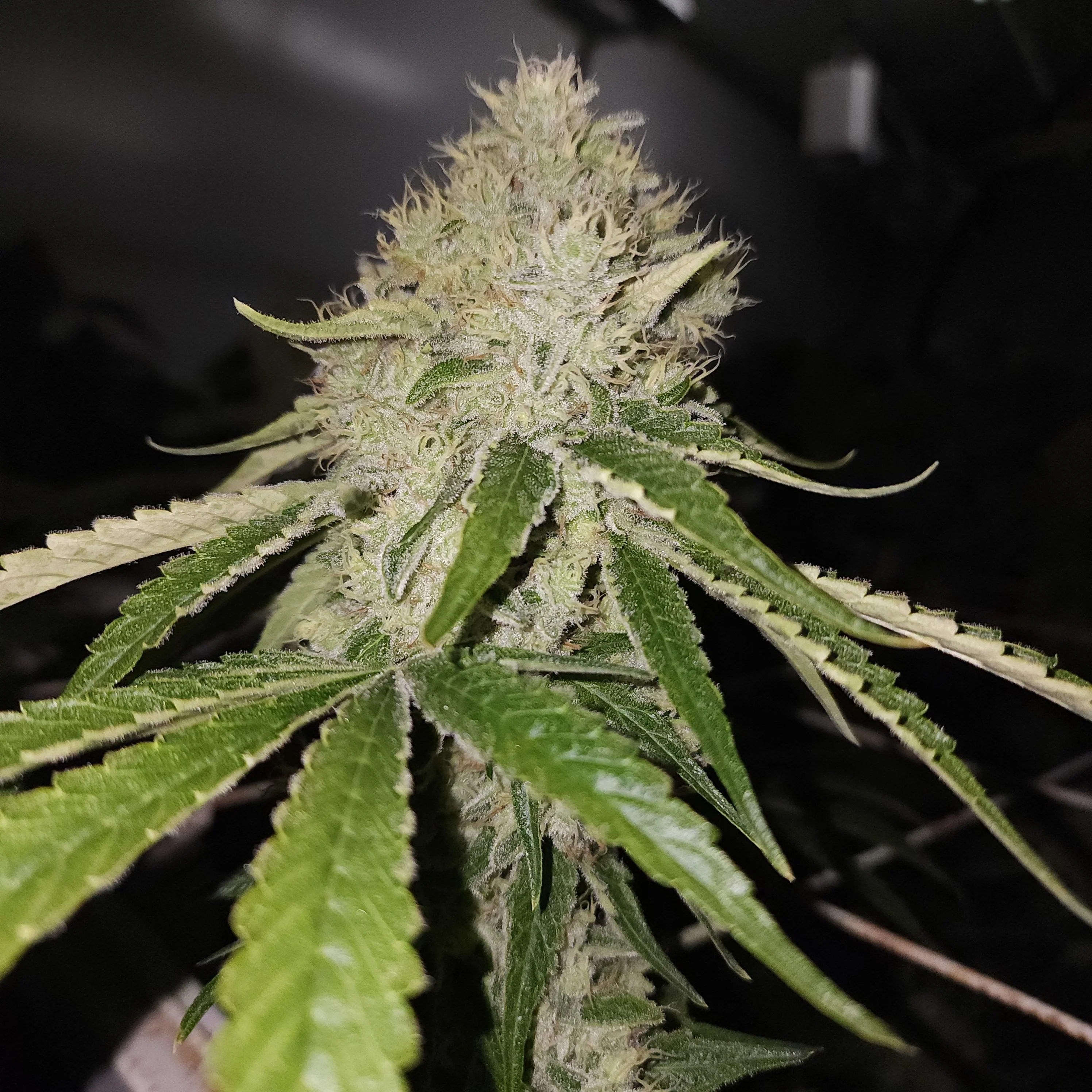 Capulator - G.A.G - Image 3