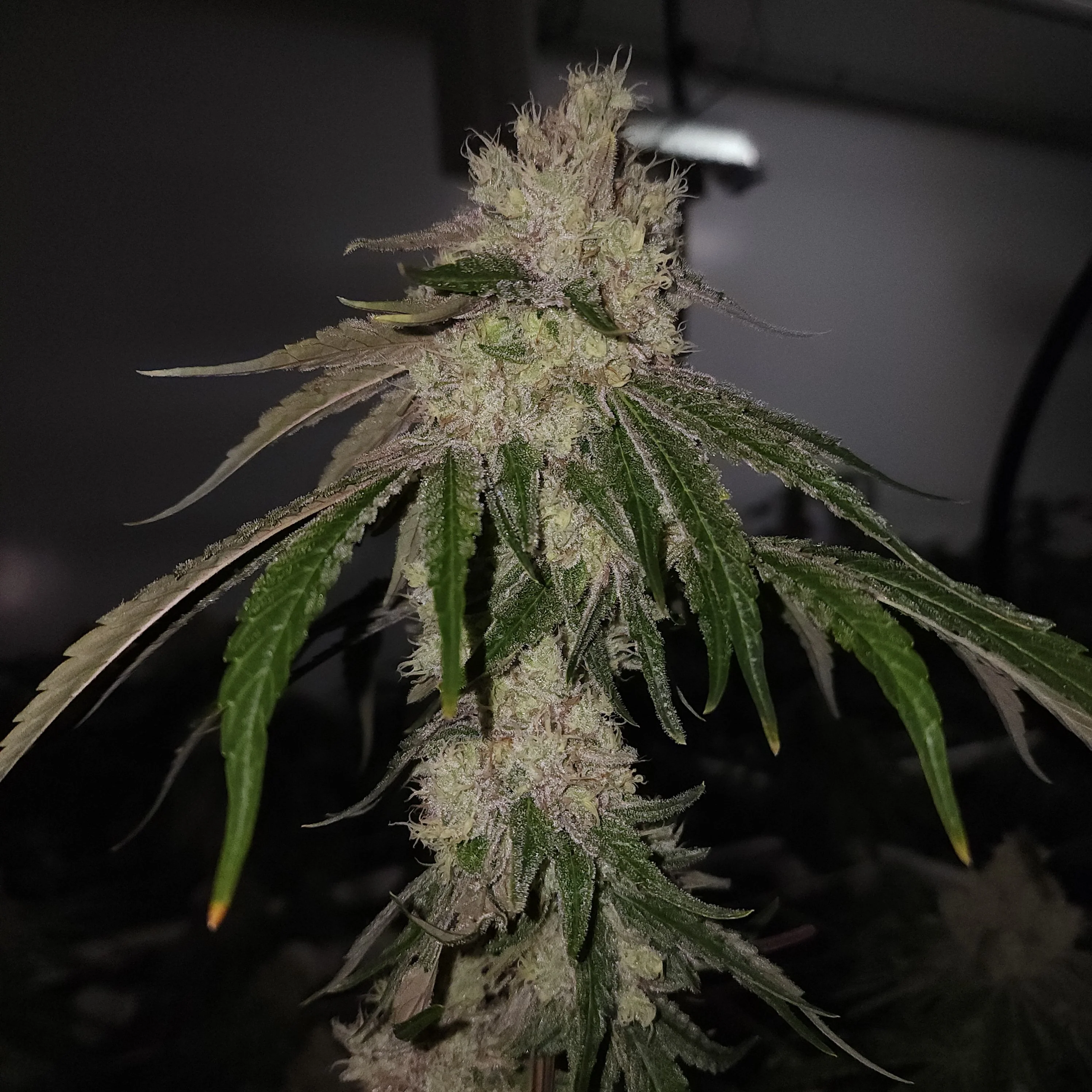 Capulator - G.A.G - Image 4