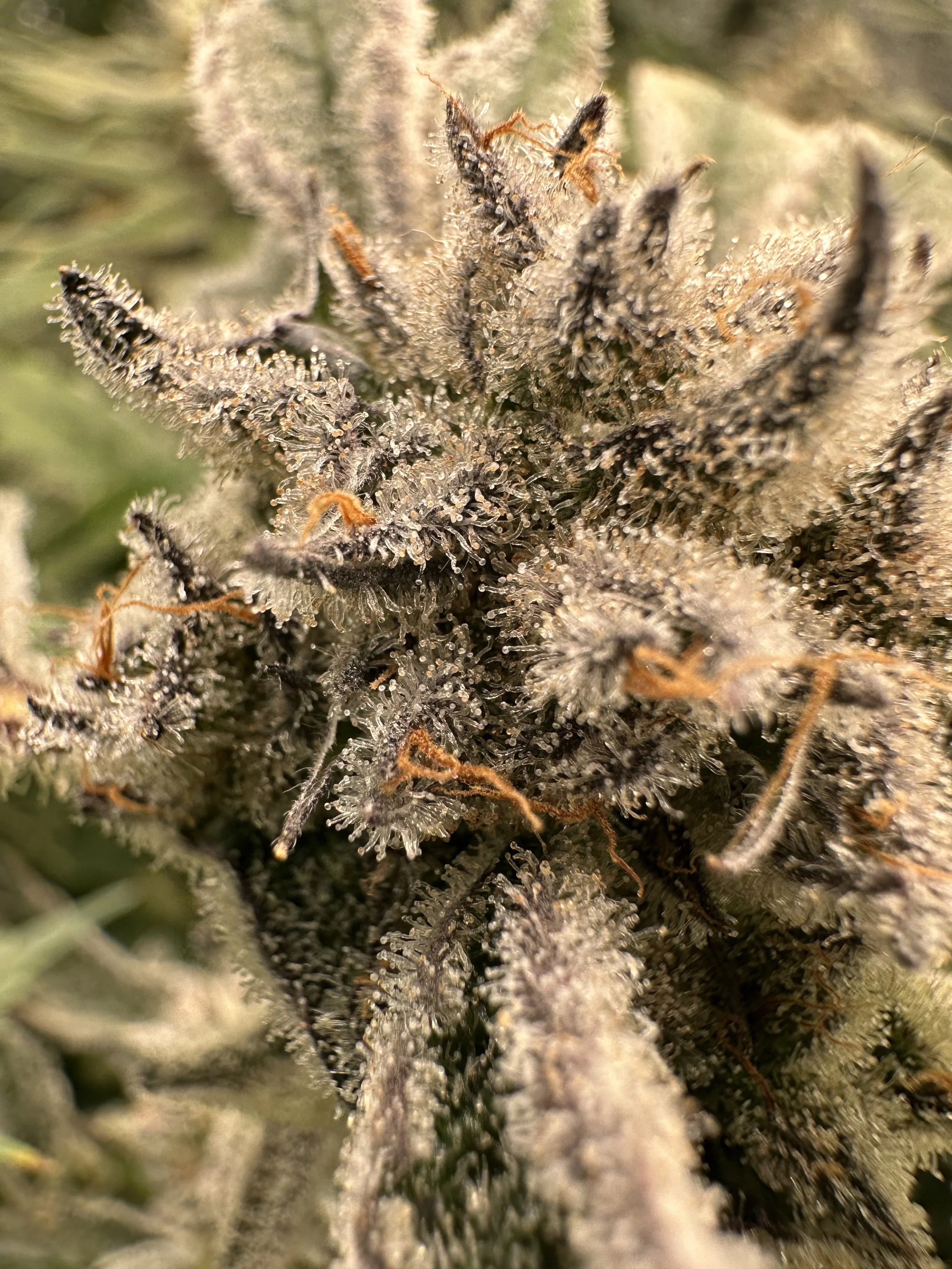 Capulator - Miracle Glue - Image 3