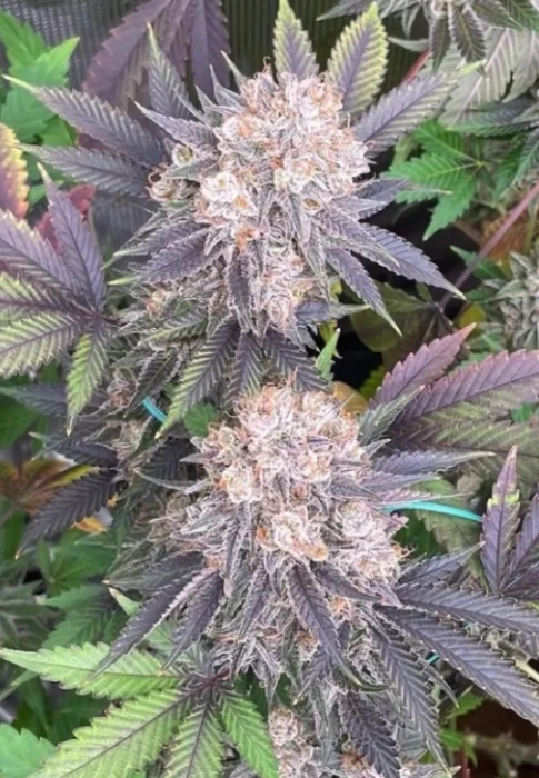 Chem Lab - Flamethrower - Image 4