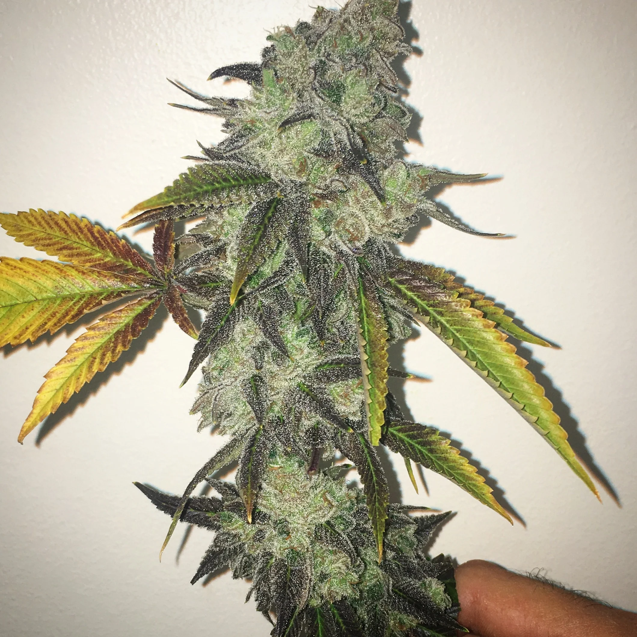 Chem Lab - Wicked Bubblegum V2 - Image 3