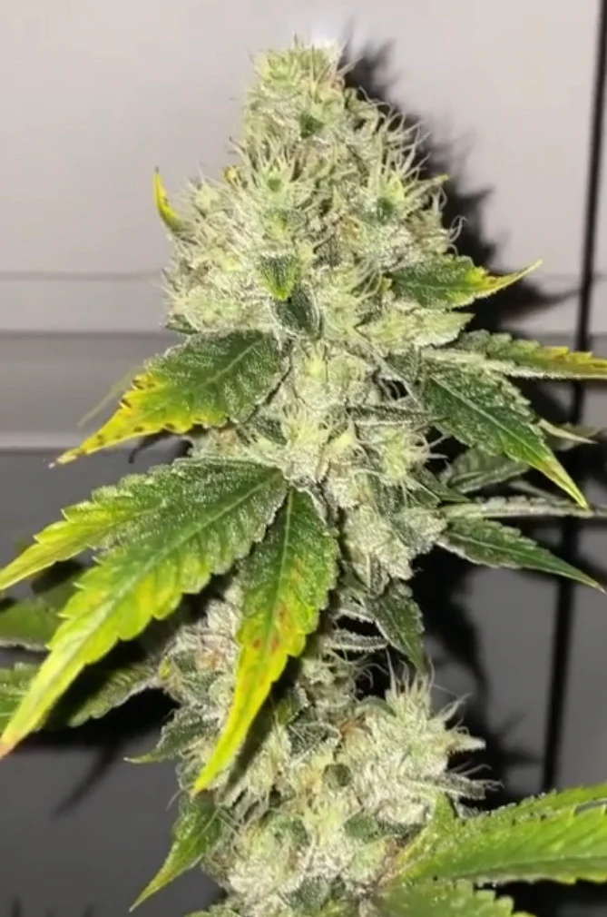 Chem Lab - Wicked Gas - Image 3