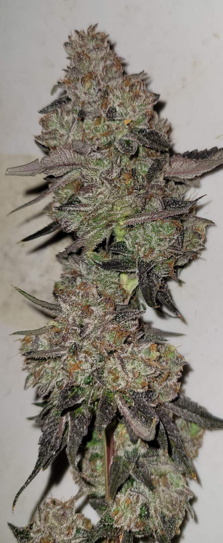 Chem Lab - Wicked Gas - Image 4