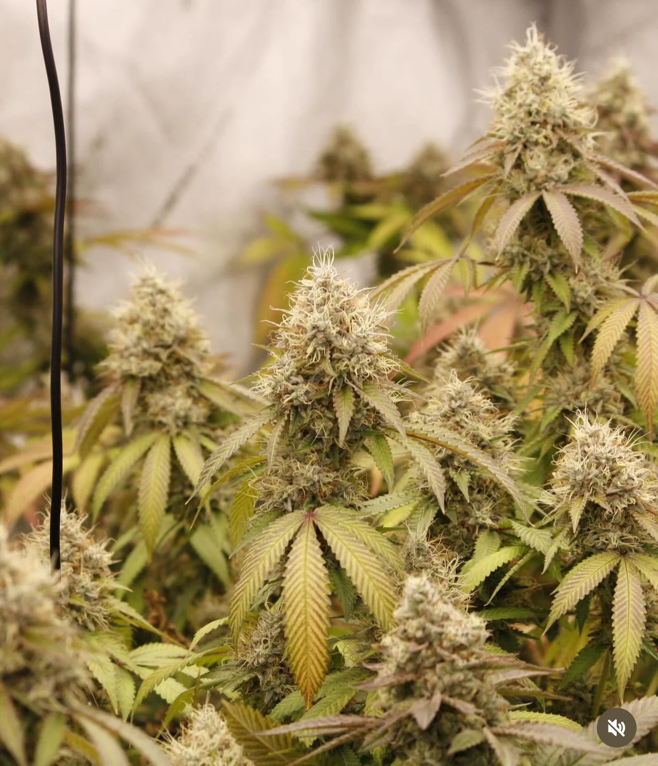 Hooligan Selections - Chile HP - Image 3