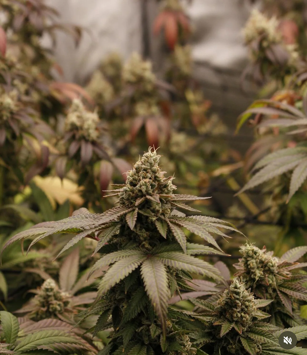 Hooligan Selections - Chile HP - Image 4