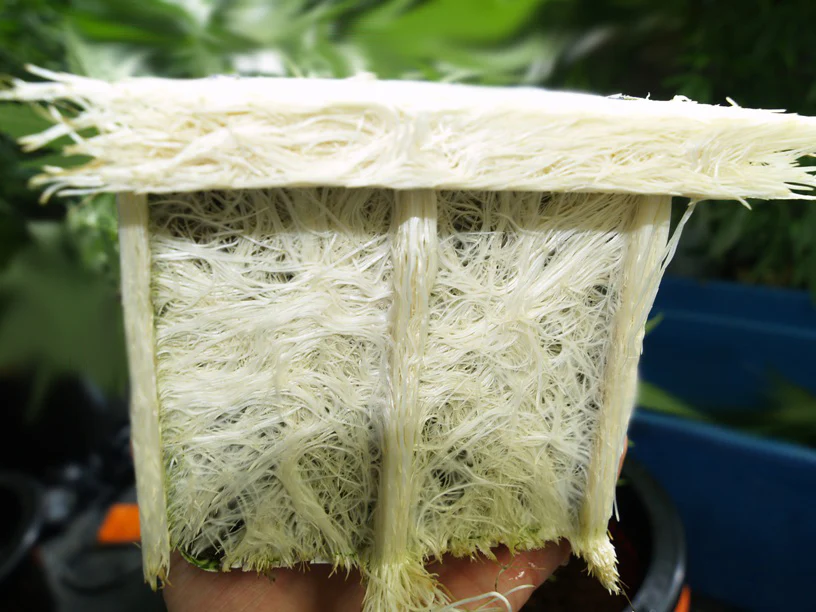 OG Biowar - Root Pack - 8oz - Image 3