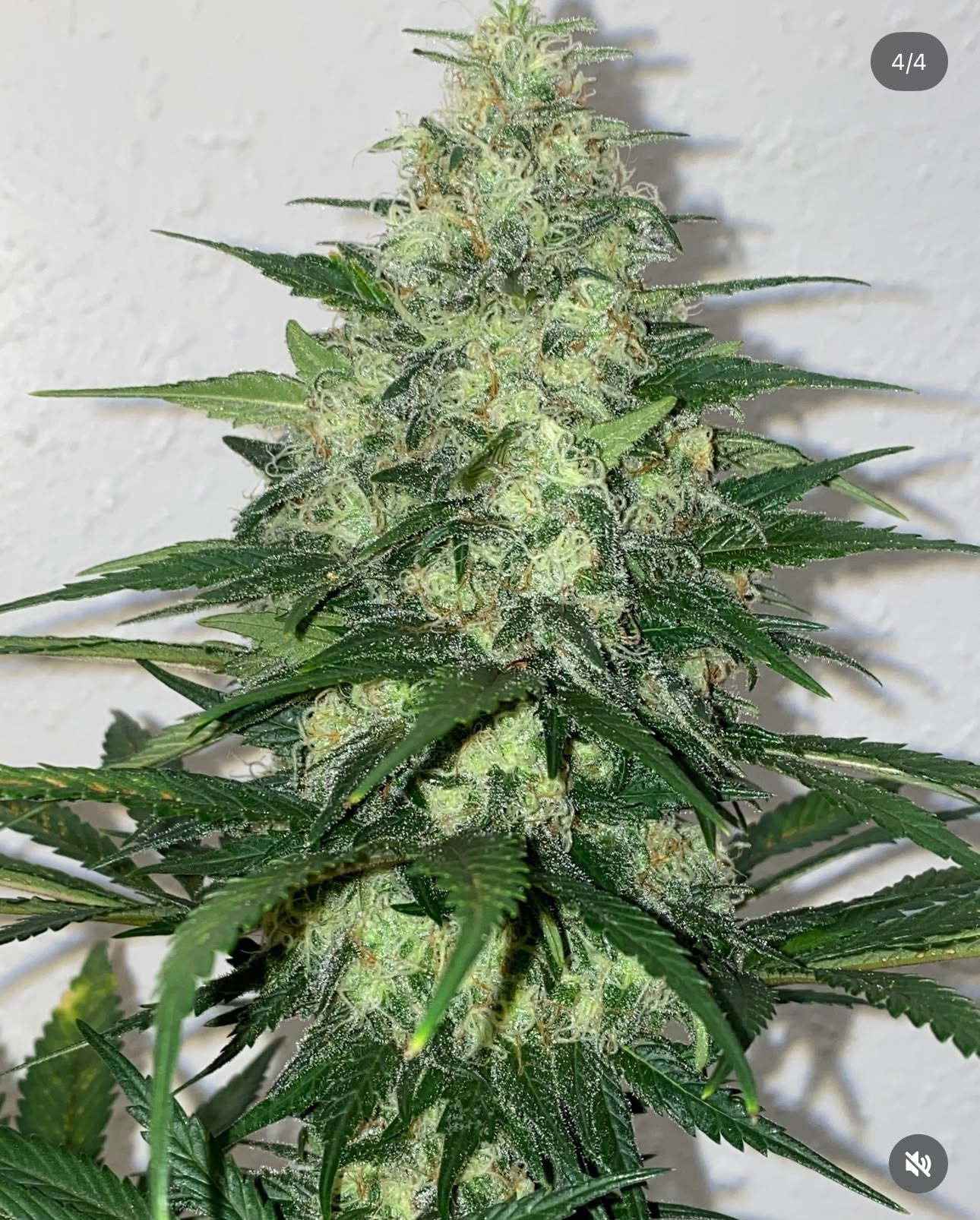 Santa Cruz Goat Farm - Afghan Rails - Image 3