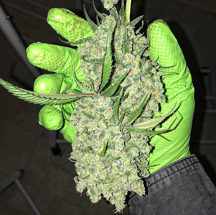 Santa Cruz Goat Farm - Arcata Trainwreck (S1) - Image 3