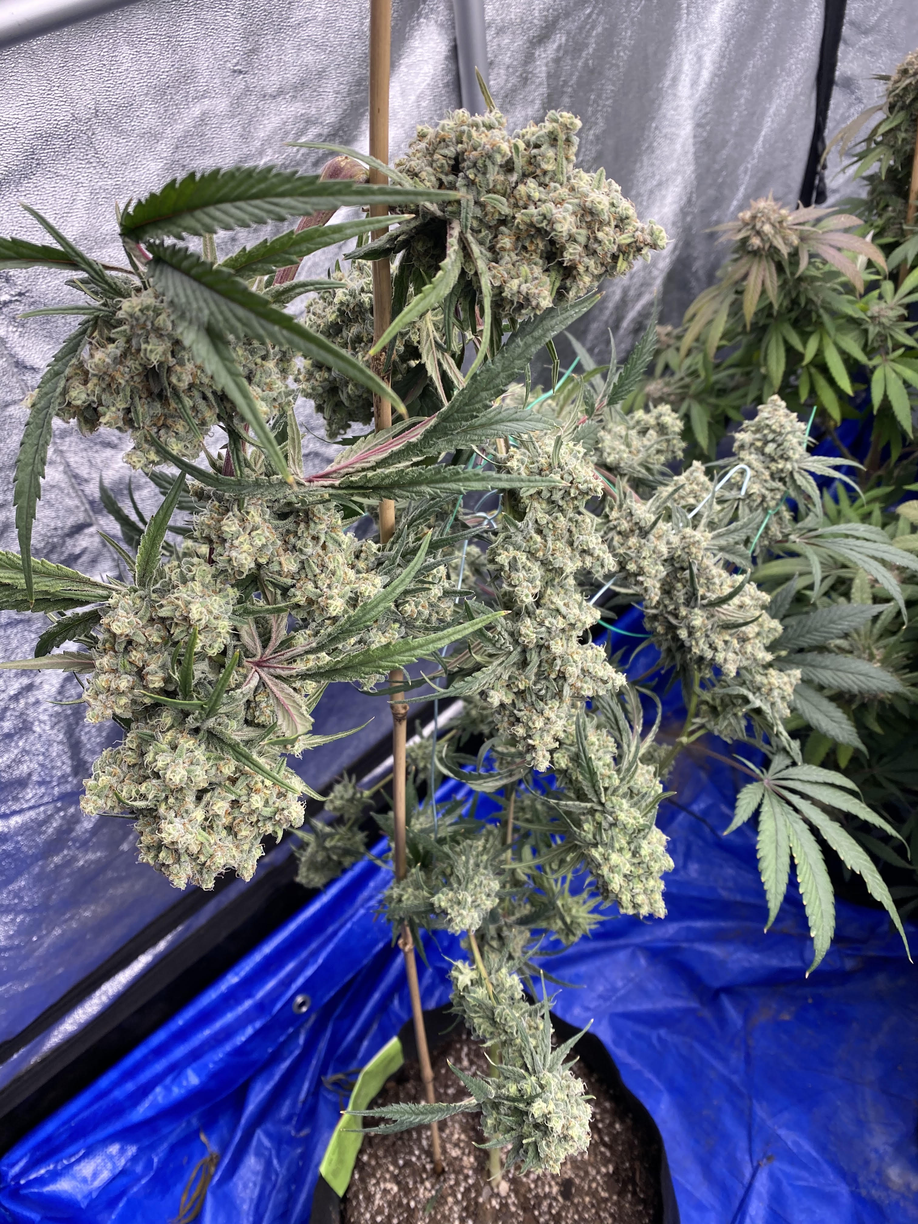 Santa Cruz Goat Farm - Arcata Trainwreck (S1) - Image 4