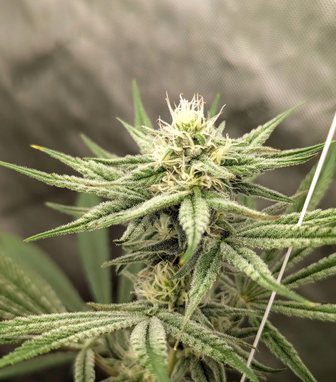 Santa Cruz Goat Farm - Slush Wagon - Image 3