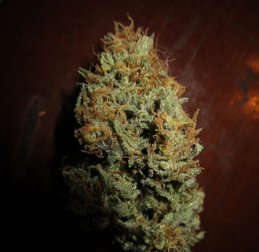 The Nature Farms - '95 Silver Haze F5 - Image 3