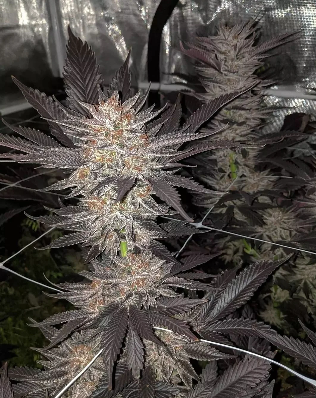 The Nature Farm - Corpse Flower F2 Open Pollination - Image 3