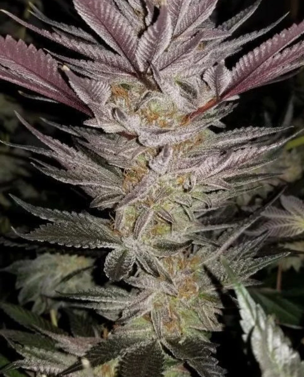 The Nature Farm - Corpse Flower F2 Open Pollination - Image 4