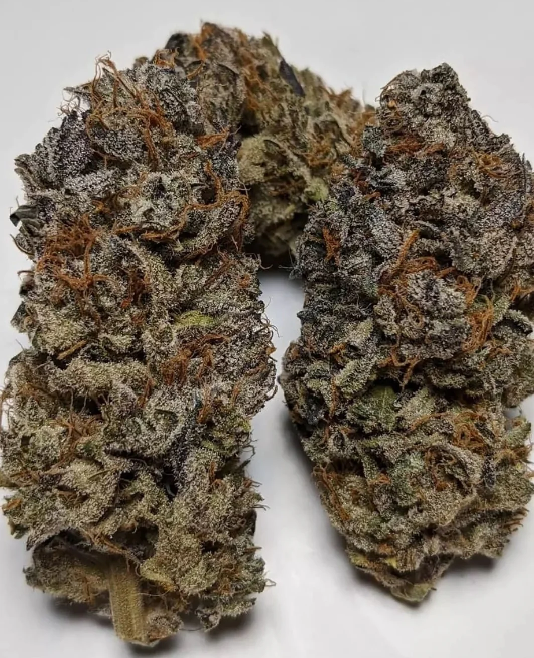 The Nature Farm - Corpse Flower F2 Open Pollination - Image 5