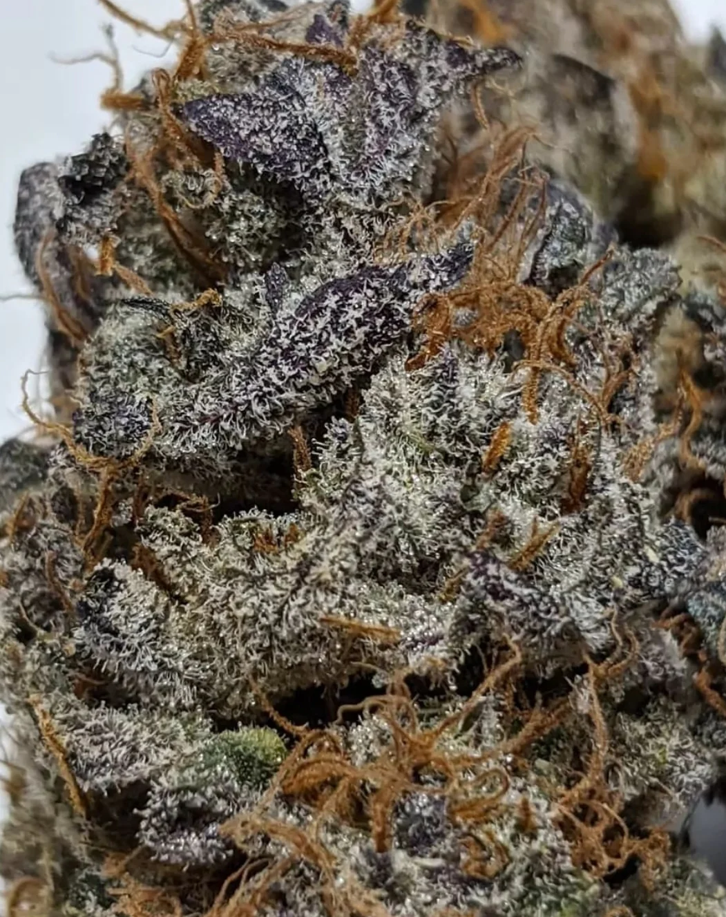 The Nature Farm - Corpse Flower F2 Open Pollination - Image 6