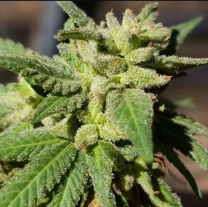 The Nature Farms - Wormwood - Image 3