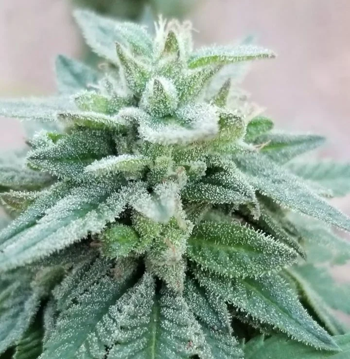 The Nature Farms - Wormwood - Image 4