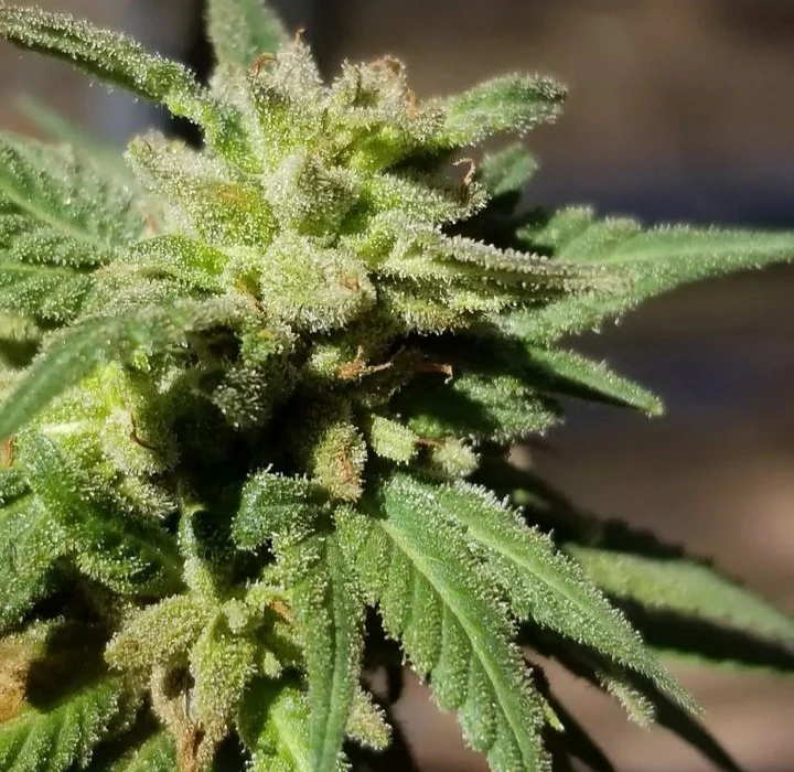 The Nature Farms - Wormwood - Image 5