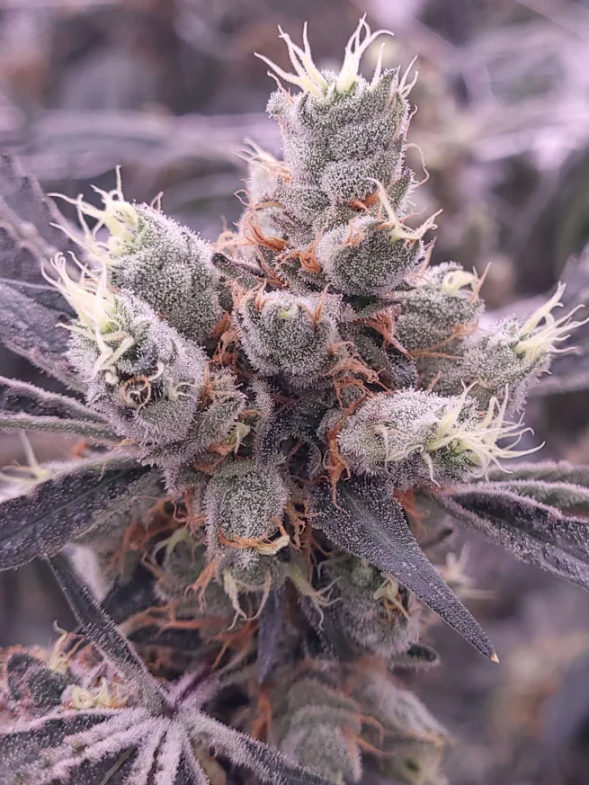 Thunderfudge Genetics - Alien Piss - Image 3