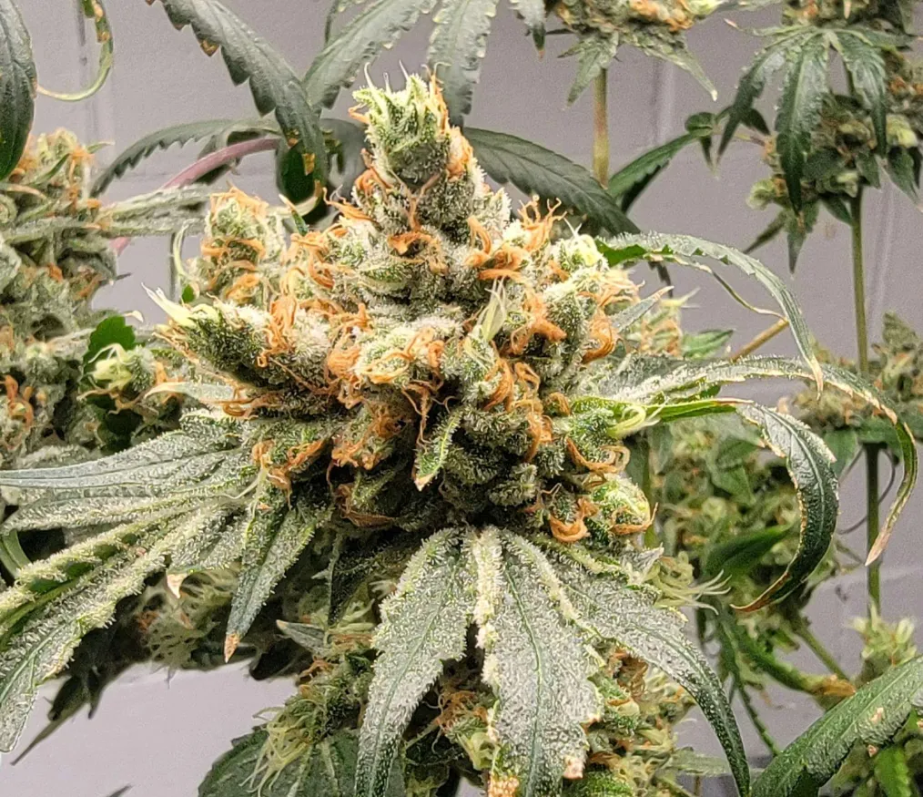 Thunderfudge Genetics - Alien Piss - Image 4