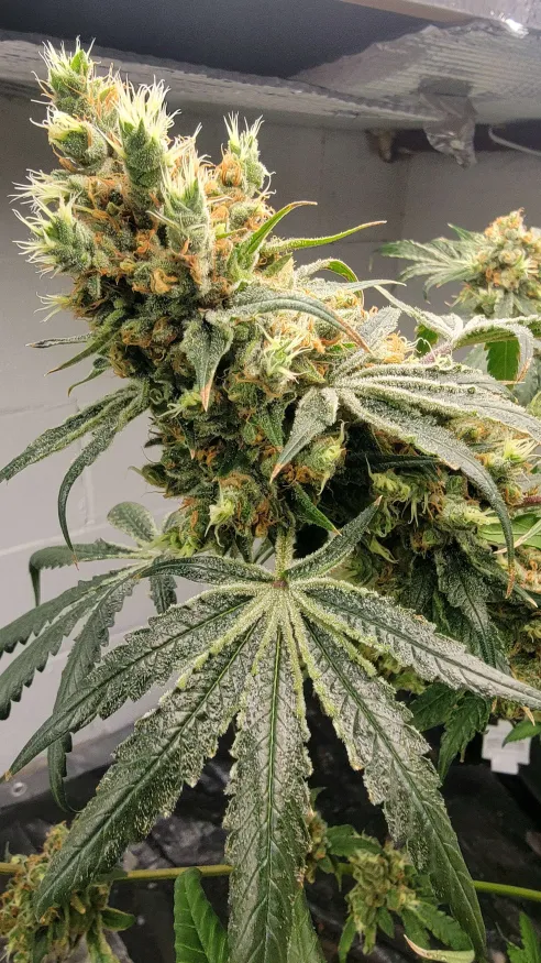 Thunderfudge Genetics - Alien Piss - Image 5