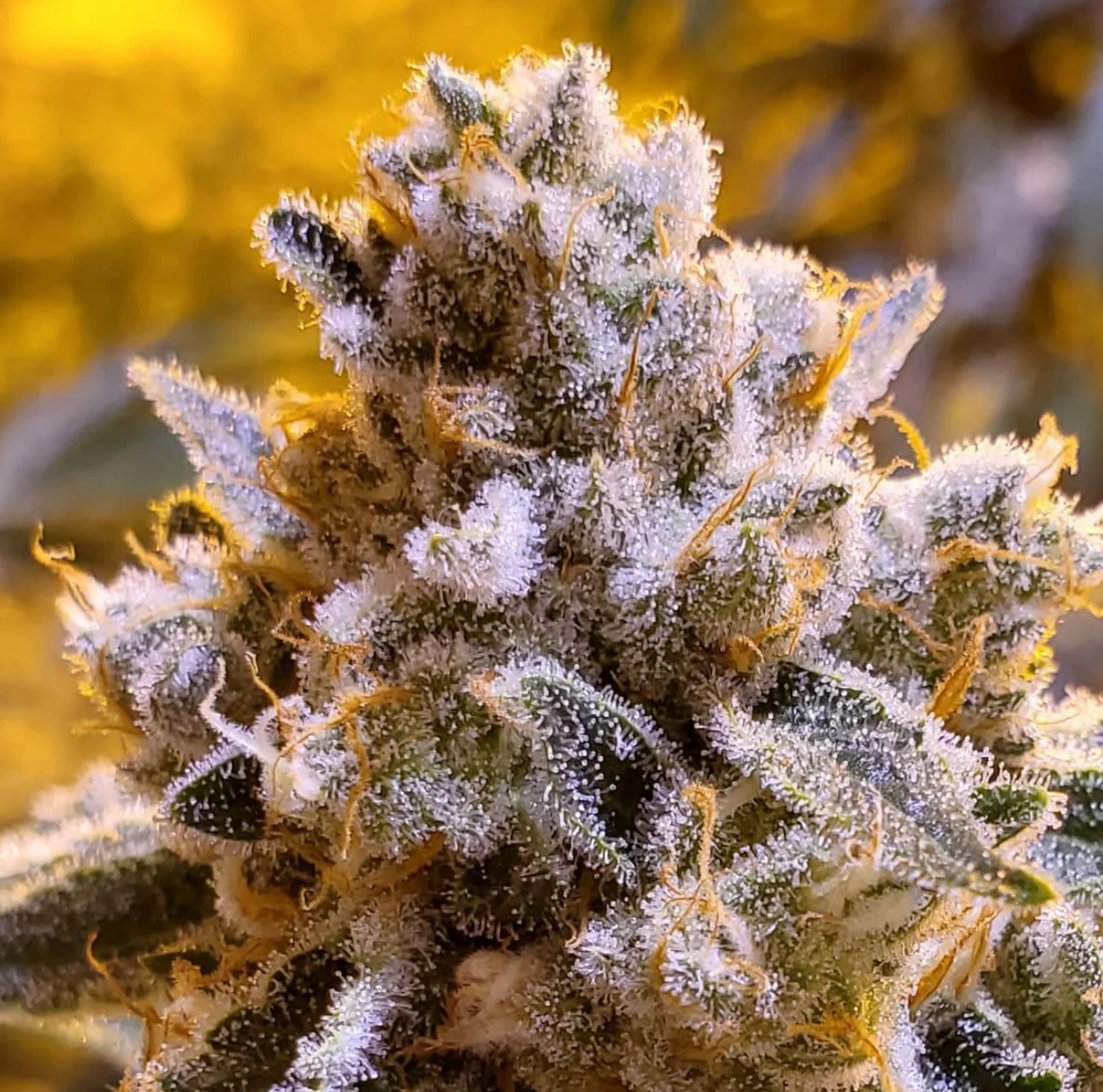 Thunderfudge Genetics - Razzberry Julep - Image 3