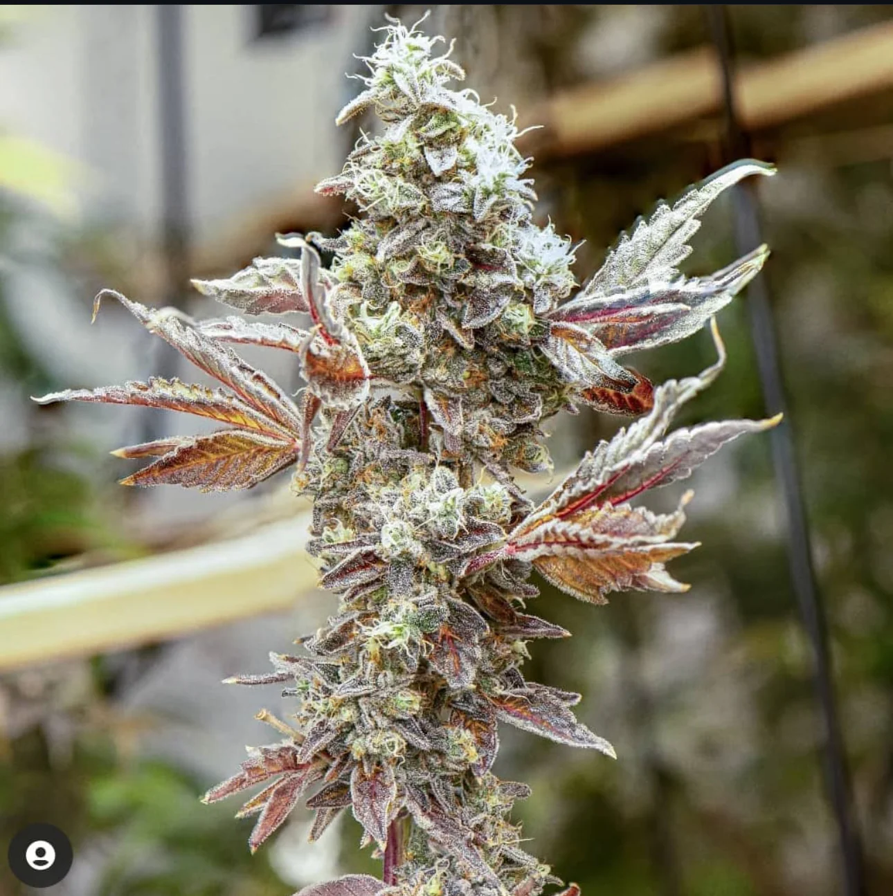 Thunderfudge Genetics - Razzberry Julep - Image 4